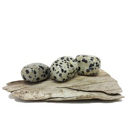 Jasper Dalmatian Tumbled Stones 50g (3-4 Stones)