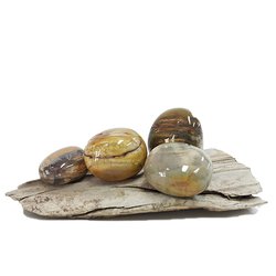 Petrified Wood Tumbled Stones 25g (1-2 Stones)