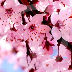 Cherry Blossom Soy Wax Melts