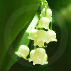 Lily of the Valley Soy Wax Melts
