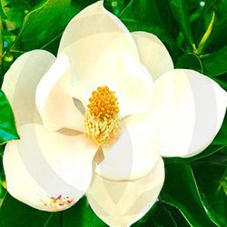 Magnolia in Bloom Soy Wax Melts
