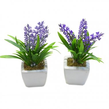 Lavender in square pot - Click Image to Close