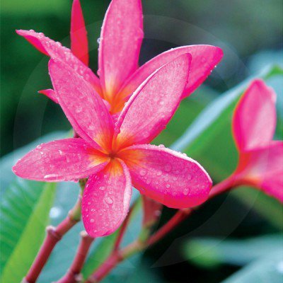 Hawaiian Frangipani Soy Wax Melts - Click Image to Close