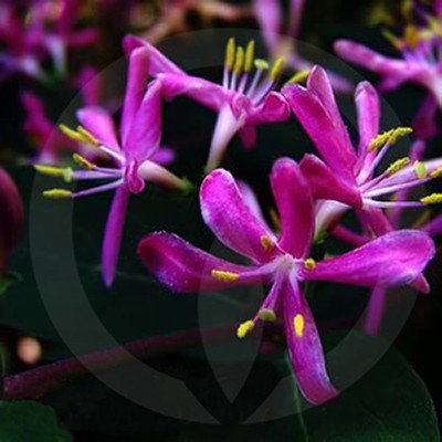 Japanese Honeysuckle - Click Image to Close