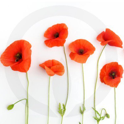 Pretty Little Poppies Soy Wax Melts - Click Image to Close